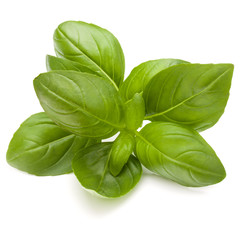 Sweet basil herb leaves isolated on white background closeup