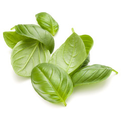 Sweet basil herb leaves handful isolated on white background clo