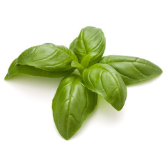 Sweet basil herb leaves isolated on white background closeup