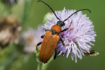 Leptura rubra / Lepture rouge