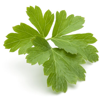 Fresh parsley herb leaves  isolated on white background