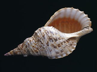 Charonia tritonis / Triton du Pacifique / Triton géant