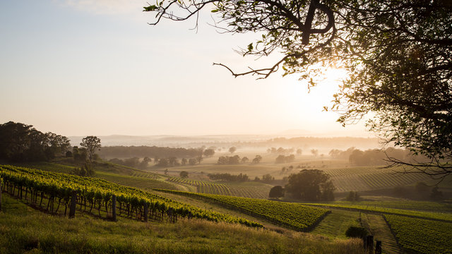 Sunrise across Hunter Valley vineyards