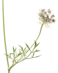 Daucus carota / Carotte sauvage