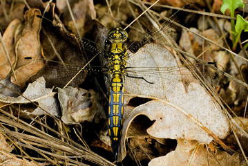 Orthetrum cancellatum / Orthétrum réticulé