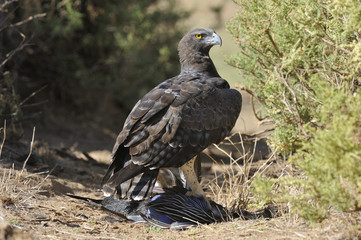 Polemaetus bellicosus / Aigle martial