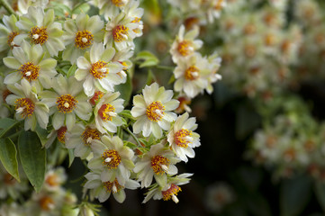 Pereskia aculeata / Groseillier des Barbades