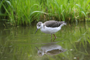 Himantopus himantopus / Echasse blanche
