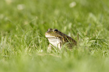 Rana esculenta / Grenouille verte