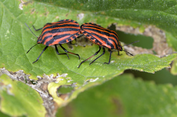 Graphosoma italicum / Scutellère rayée / Accouplement