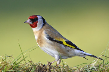 Carduelis carduelis / Chardonneret élégant