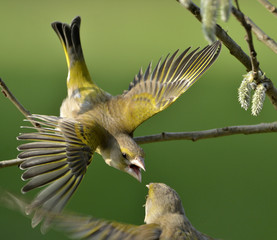 Carduelis chloris / Verdier d'Europe