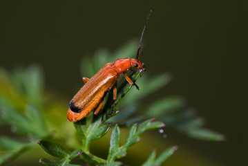 Rhagonycha fulva