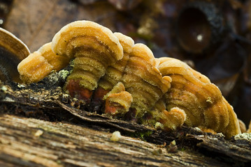 Stereum insignitum / Stérée remarquable