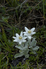 Leontopodium alpinum / Edelweiss