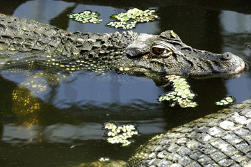 Melanosuchus Niger / Caïman noir