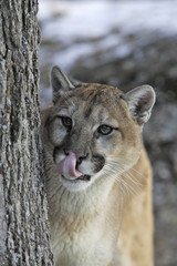 Puma concolor / Puma / Cougar