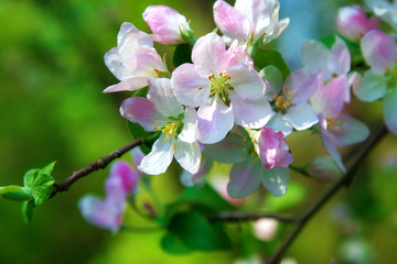 large Apple blossom pink flowers on branches