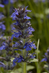 Ajuga genevensis / Bugle de Genève