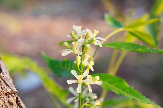 Neem Flower On Tree