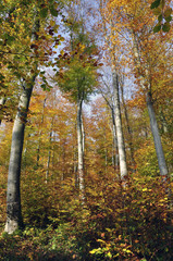 Forêt tempérée / Automne