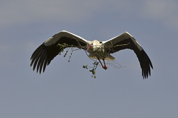 Ciconia ciconia / Cigogne blanche