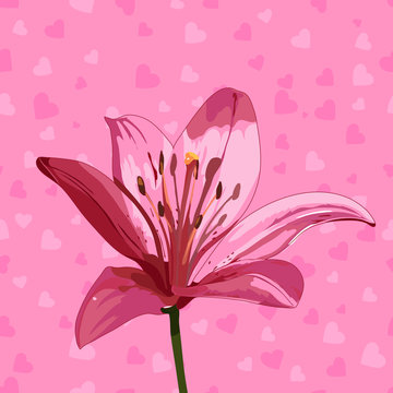 pink lily on heart background
