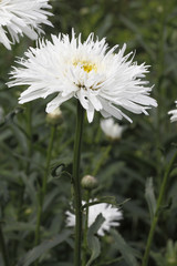 Leucanthemum x superbum/ Marguerite d'été