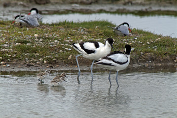 Recurvirostra avosetta / Avocette élégante