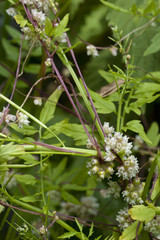 Cuscuta europaea / Cuscute d'Europe