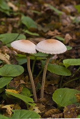 Paneolus sphinctrinus / Panéole à gaine