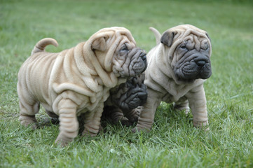 Chien / Race Shar-Peï