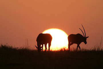 Oryx gazella / Oryx gazelle