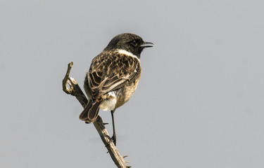 Saxicola torquata / Traquet pâtre