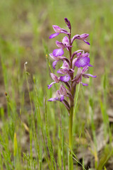 Anacamptis papilionacea / Orchis papilionacea / Orchis papillon