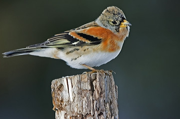 Fringilla montifringilla / Pinson du Nord