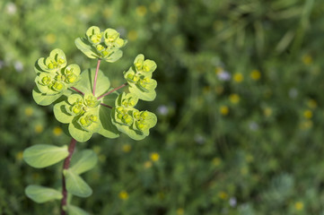 Euphorbia helioscopia / Euphorbe réveille-matin