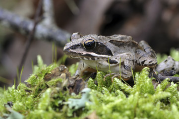 Rana dalmatina / Grenouille agile
