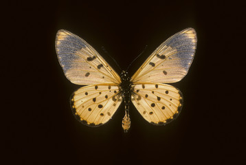 Acraea neobule