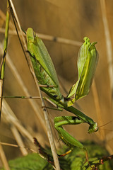 Mantis religiosa / Mante religieuse
