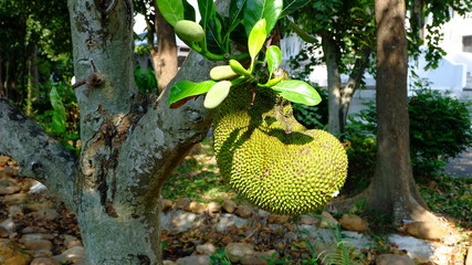 jackfruit