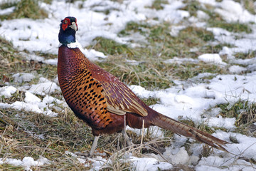 Phasianus colchicus / Faisan de Colchide / mâle