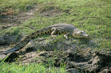 Crocodylus niloticus / Crocodile du Nil