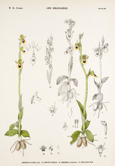 Illustration boatanique / Ophrys lutea / Ophrys jaune