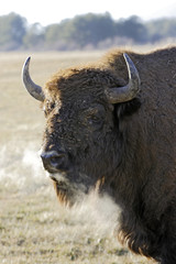 Bison bonasus / Bison d'Europe