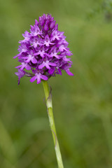 Anacamptis pyramidalis / Orchis pyramidal