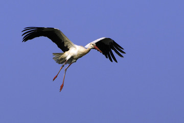 Ciconia ciconia / Cigogne blanche