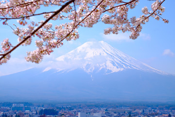 Japan Fuji and Cherry Blossom  in  Spring Season