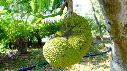 jackfruit