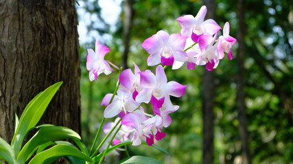 orchid